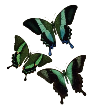 three green butterflies on a white background
