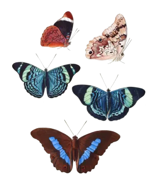 four butterflies on white background
