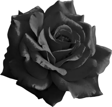 a black rose on a white background