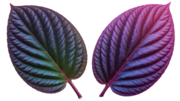 two colorful leaves on a white background