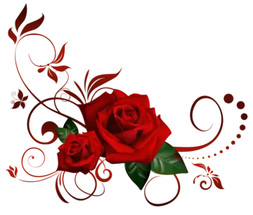 a red rose on a white background