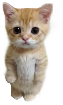 a small kitten is looking at the camera