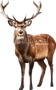 a deer standing in front of a white background