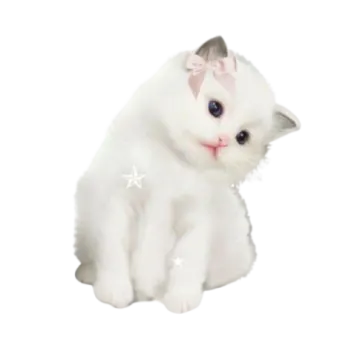 a white kitten with blue eyes sitting on the ground