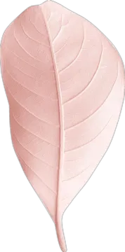a pink leaf on a white background