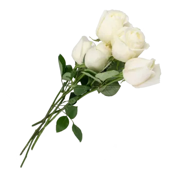 a single white rose on a white background