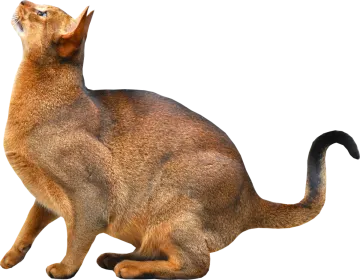 a cat sitting on the ground looking up