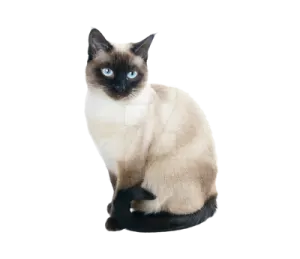 a cat with blue eyes sitting on a white surface