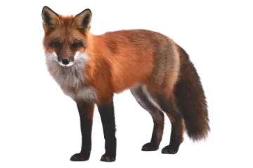 a red fox standing in front of a white background