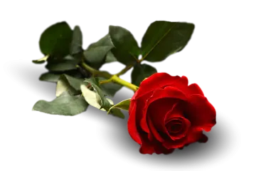 a red rose on a white background