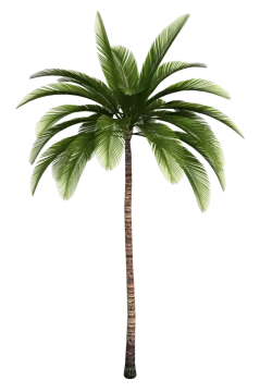 a palm tree on a white background