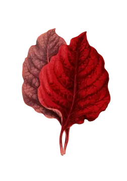 a red leaf on a white background