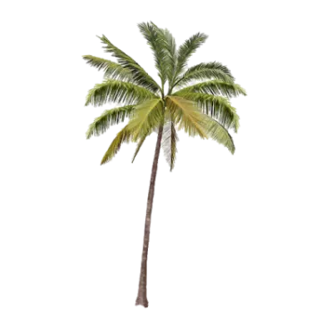 a palm tree on a white background