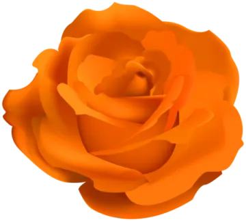 an orange rose