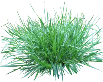 a green plant on a white background