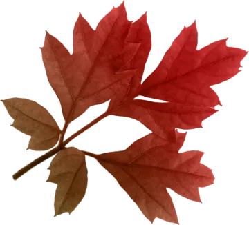 a red and brown leaf on a white background
