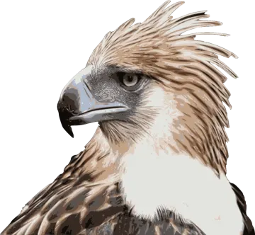 a close up of a bird's head