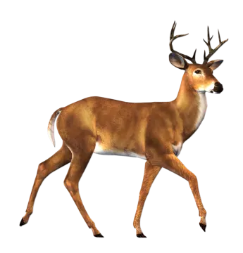 an image of a deer that is walking