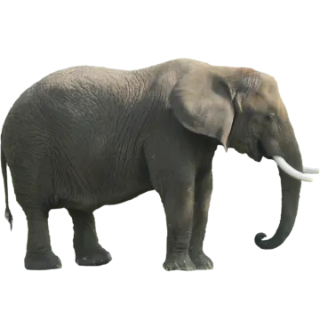 an elephant standing on a white background