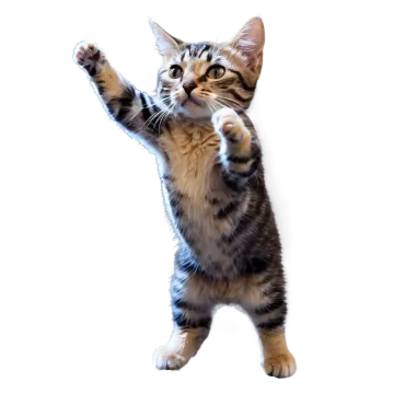 a small kitten standing on its hinds