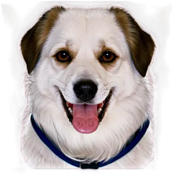 a brown and white dog with a blue collar
