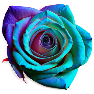 a blue rose on a white background