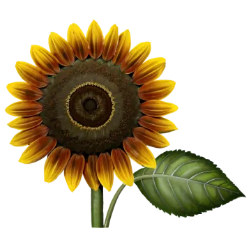 a yellow sunflower with green leaves