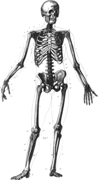 a drawing of a human skeleton