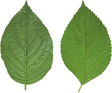 two green leaves on a white background