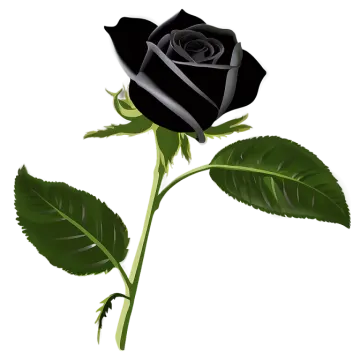 a black rose on a white background