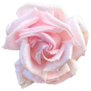 a pink rose flower on a white background