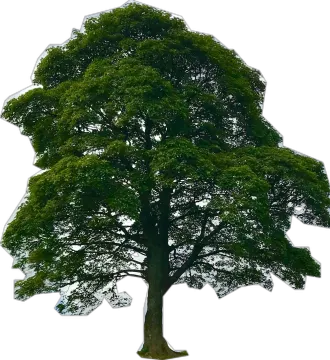 a tree with green leaves on it