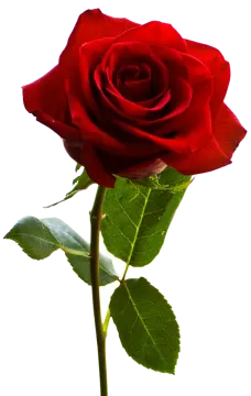 a single red rose on a white background