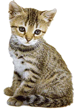 a small kitten sitting on the ground