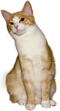 an orange and white cat sitting on the ground