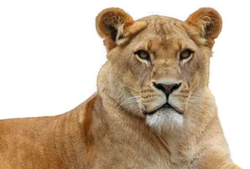 a close up of a lion on a white background