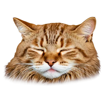 a close up of a cat's face