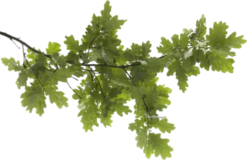 a branch with green leaves on it