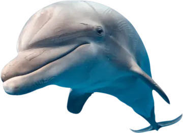 a close up view of a dolphin's head