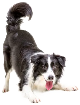 a black and white dog with its tongue out