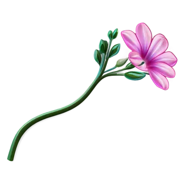 a pink flower on a white background