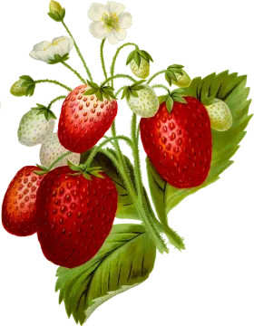 a painting of strawberries with flowers and leaves
