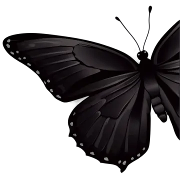 a black butterfly on a white background