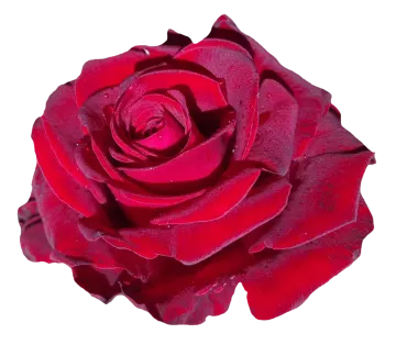 a red rose on a white background