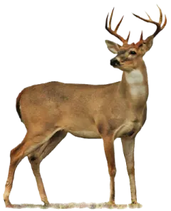 a deer standing in front of a white background