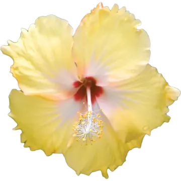 a yellow flower on a white background