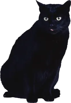 a black cat sitting on a white surface