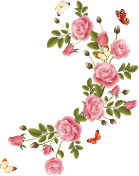 pink roses and butterflies on white background