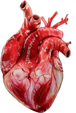 an image of a human heart