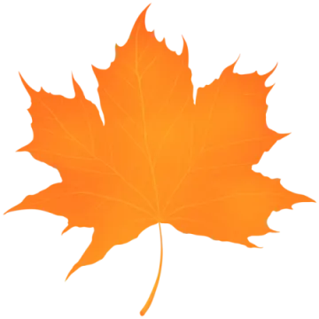 a maple leaf on a white background
